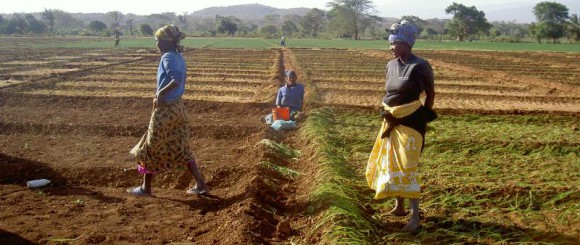 Culture de l'Oignon en Tanzanie