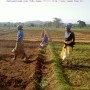 Culture de l'Oignon en Tanzanie